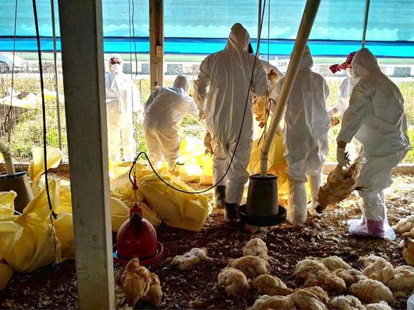 ¿Qué es la gripe aviar? Su origen, cómo se contagia y cuáles son los síntomas