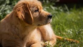Encuentran que el origen del pelaje rubio de los perros Golden Retriever se remonta a una especie de hace más de dos millones de años