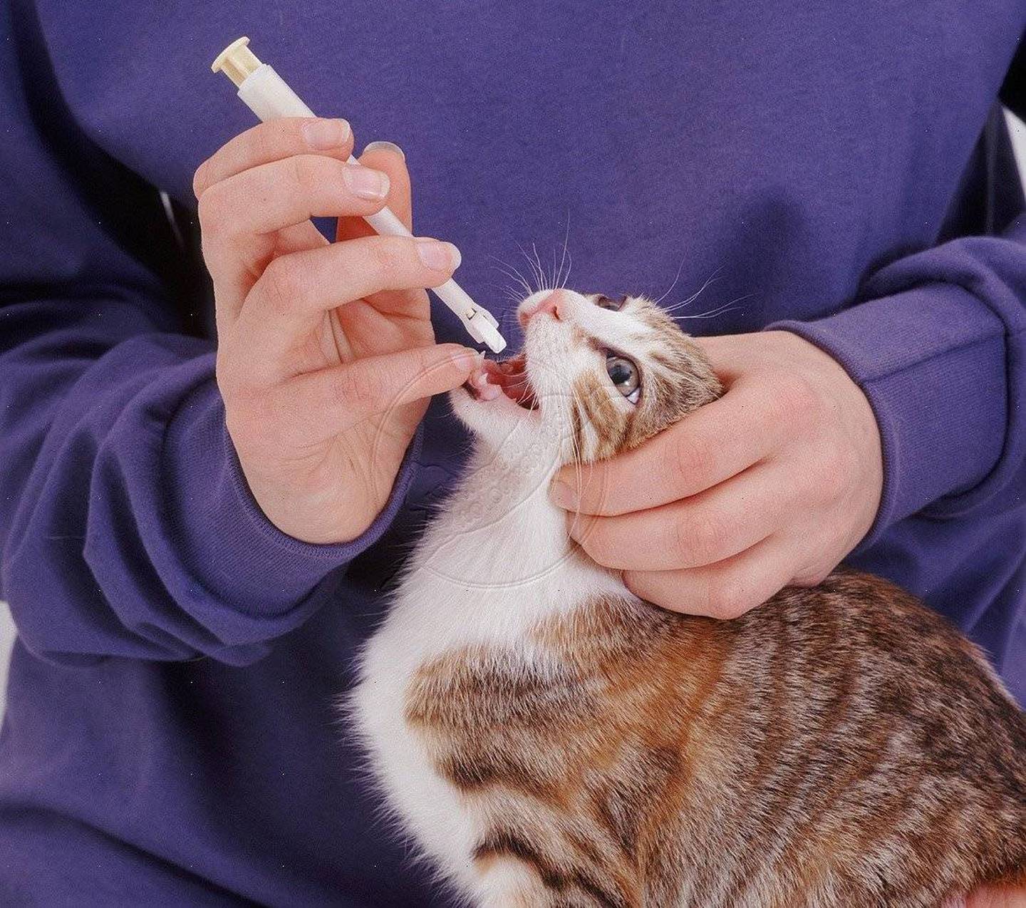 Как открыть рот кошке. Введение лекарств животным. Пероральное Введение животным. Введение лекарств через рот животным. Шприц для лекарств для животных.
