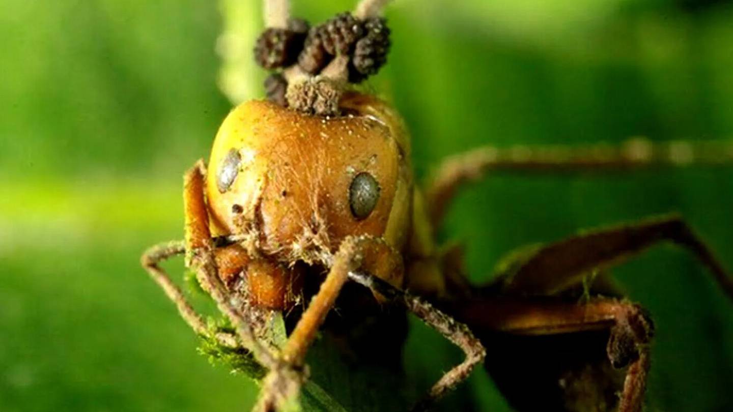 Una hormiga bajo el control del Cordyceps