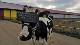 Granjero en Turquía hace que sus vacas usen lentes de realidad virtual para aumentar la producción de leche