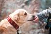 Se viene el “Día Mundial del Perro Adoptado”: la ciencia explica por qué es el mejor amigo del hombre