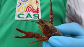 Cangrejo depredador que transmite enfermedades a humanos fue hallado en Colombia ¡Identifíquelo!