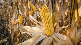 NASA advierte que los cultivos de maíz se verán gravemente afectados por el cambio climático