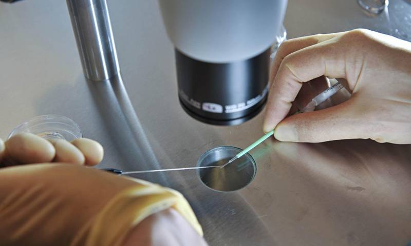 En el caso de la donación mitocondrial, los embriones combinan el óvulo y el esperma de los padres biológicos.