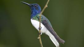 Algunas hembras de colibrí se disfrazan de machos para tener mejores oportunidades