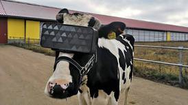 En Rusia ponen lentes de realidad virtual a las vacas para que se relajen