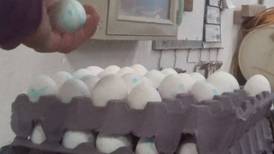 Huevos azules: expertos afirman que “las bacterias podrían atravesar los cascarones”
