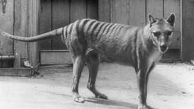 El tigre de Tasmania está extinguido desde 1936: un grupo de científicos planea revivirlo, ¿es buena idea?