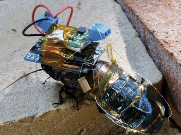 Cucarachas cyborg: investigadores en Japón transforman a los insectos para inspeccionar zonas de peligro
