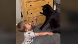 La pelea más adorable de Internet: la de este bebé con un gato