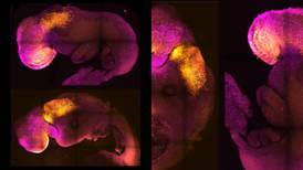 El inicio de la vida humana será estudiado por un embrión sintético
