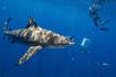 El impresionante video de un tiburón que se traga la cámara de un buzo y graba todo el interior de su cuerpo