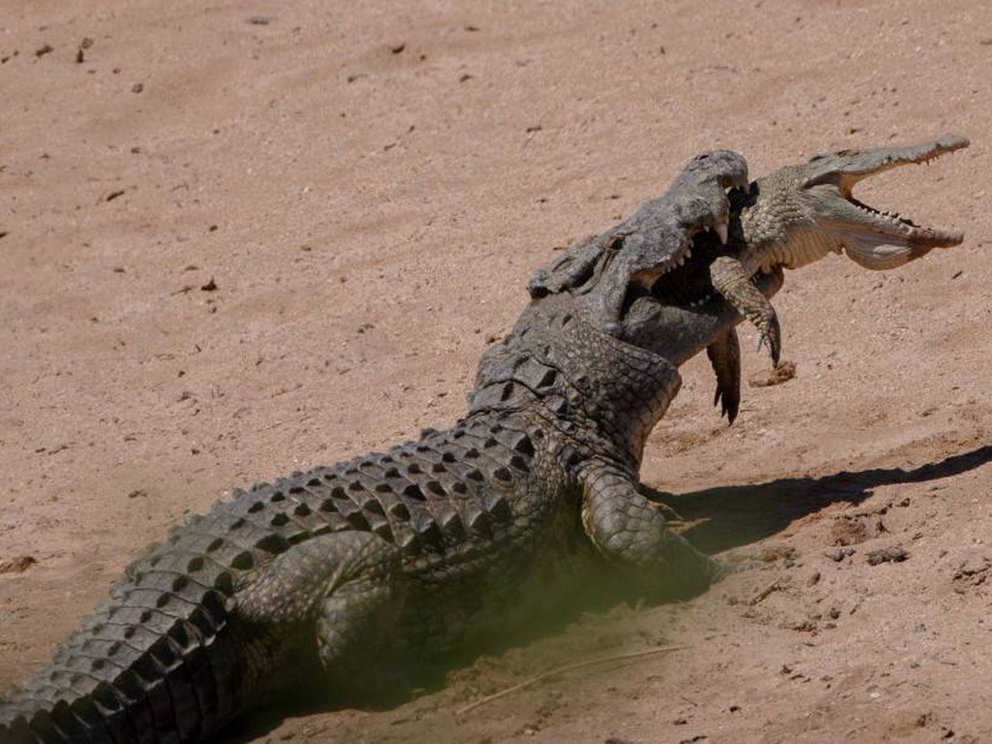 El momento en el que un cocodrilo se come otro más pequeño