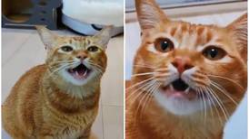 Conoce al gato “cantante” que se hizo viral en TikTok
