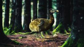 Una empresa de biotecnología quiere revivir al dodo, extinto desde hace más de 400 años: así lo hará