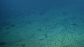 Encuentran un “camino de baldosas amarillas” en el fondo del Pacífico