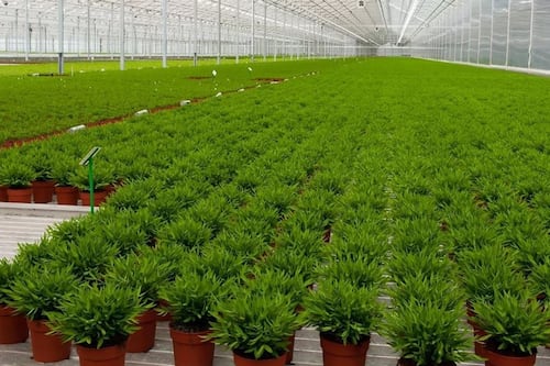 Una Inteligencia Artificial permitió una mejora del 90% en el recorte de marihuana medicinal