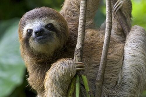 Mamíferos “perezosos” podrían tener antibióticos para humanos, habla la ciencia