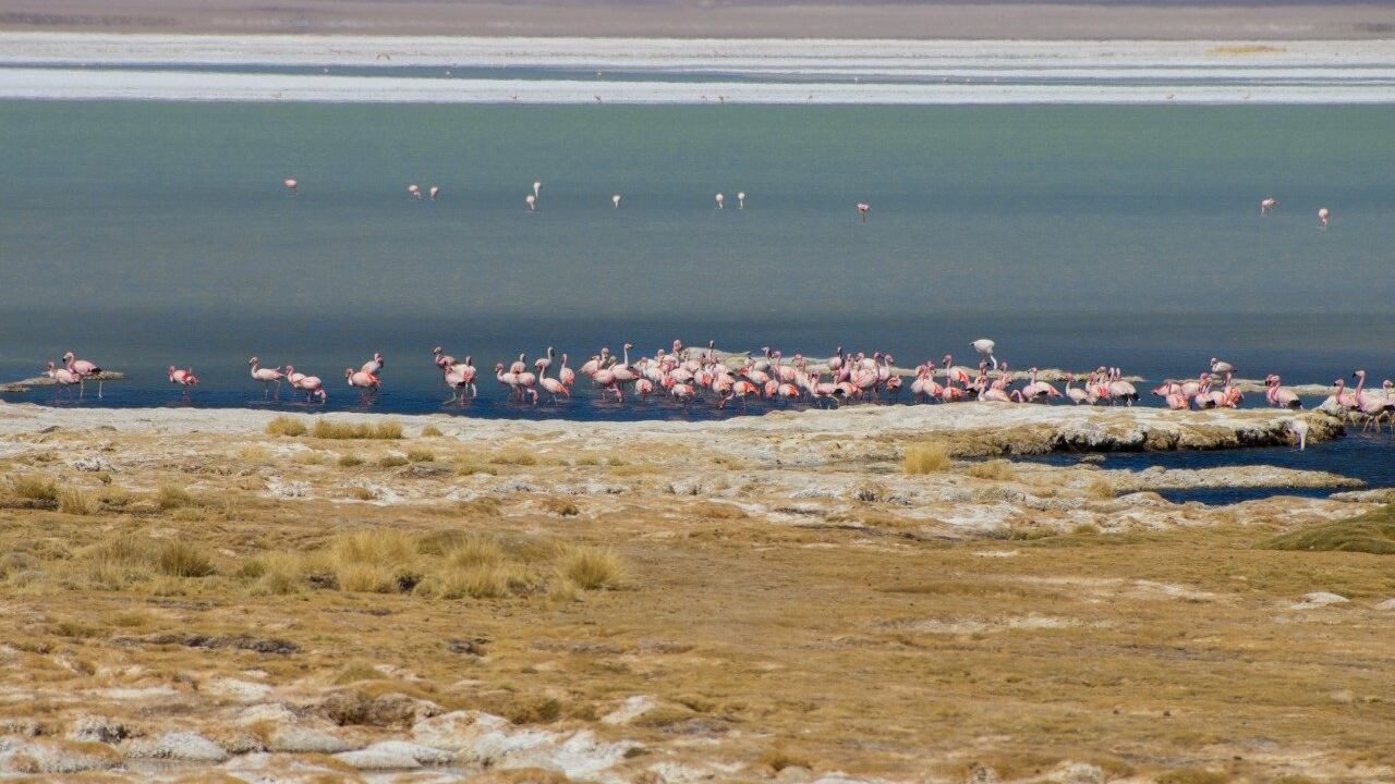 flamencos chile