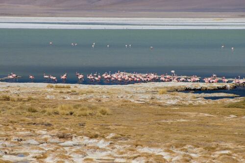 “Informe Planeta Vivo” de WWF pone en alerta a Chile