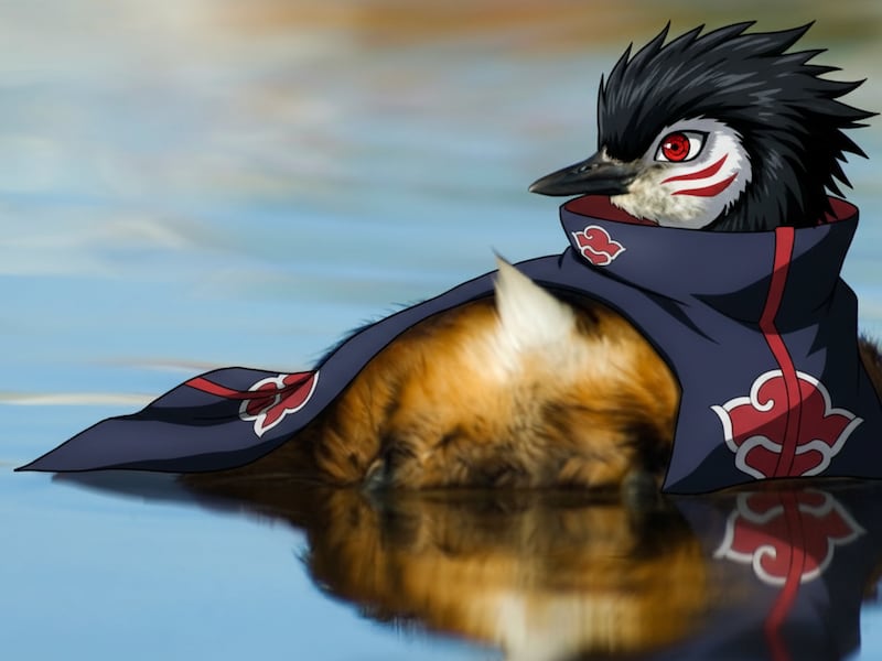 ¿El legado de Itachi? El ave sudamericana que posee el Mangekyō Sharingan en la vida real