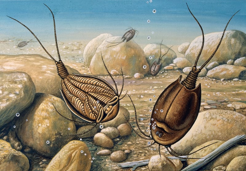 Triops cancriformis, la especie que ha vivido por más tiempo en la Tierra: 250 millones de años – FayerWayer