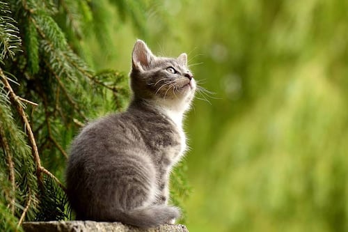 El “Efecto momento cero”: La ciencia revela el secreto de la caída perfecta de los gatos