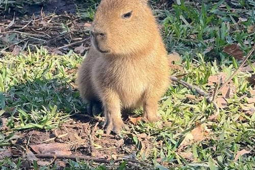 ¡Modo Capibara! Descubre cómo activar la función viral de WhatsApp que está enloqueciendo a todos