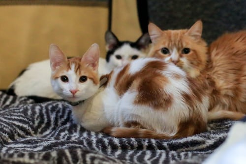 Arqueólogos descubren que un aterrador culto religioso es el origen de la domesticación de los gatos