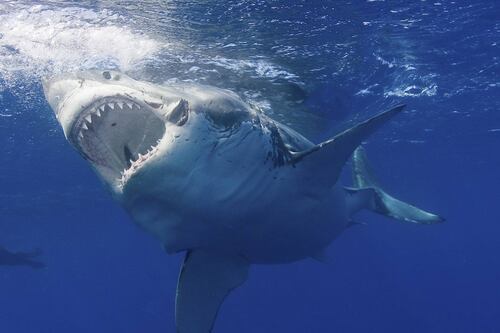 ¡Hito! Científicos logran decodificar el genoma del tiburón blanco y podría ser relevante para tratar el cáncer