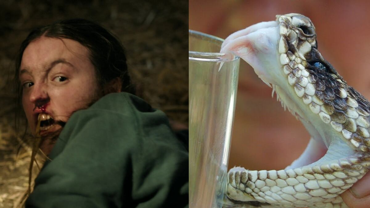 Ellie por Bella Ramsey de The Last of Us y una serpiente expulsando su veneno