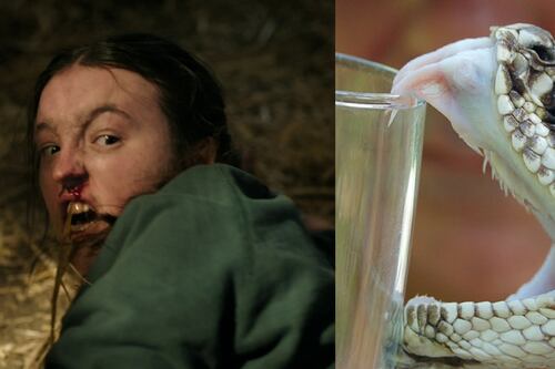 Es el ‘Ellie’ de la vida real: hombre mordido por 200 serpientes ayuda a los científicos a crear un súper antiveneno