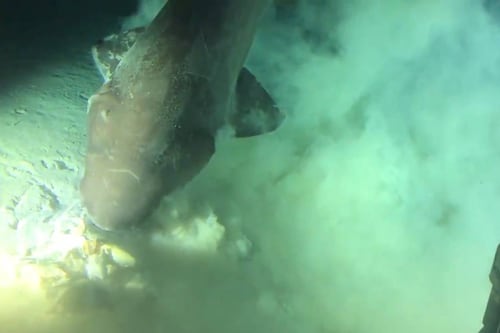 Insólito: Logran captar imágenes de un tiburón en aguas profundas que proviene del jurásico