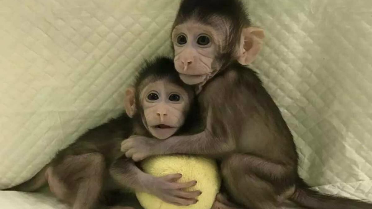 Zhong Zhong y Hua Hua son los dos macacos cangrejeros clonados con la misma técnica que la oveja Dolly. ¿Cuánto falta para la clonación humana?