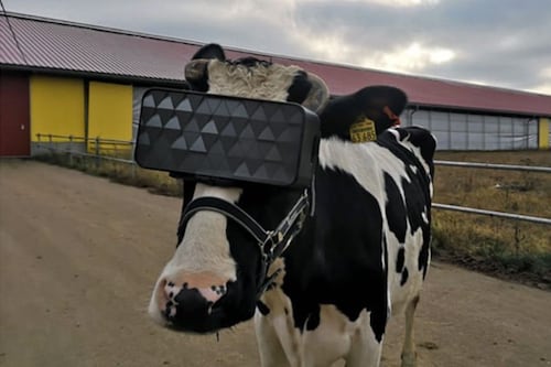 Granjero en Turquía hace que sus vacas usen lentes de realidad virtual para aumentar la producción de leche