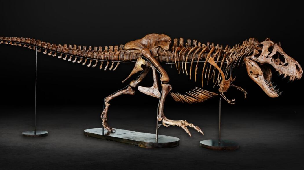 El Museo de Auckland le abrirá las puertas a un fósil adulto de T-rex, denominado Barbara.