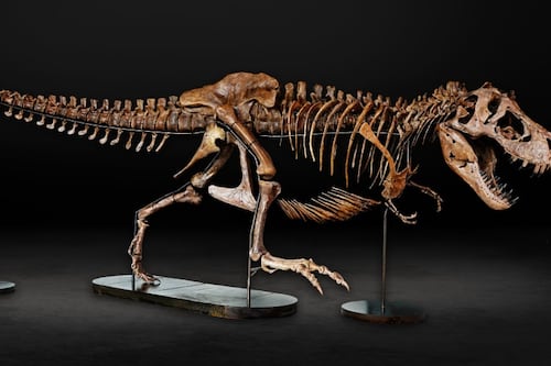 Desde el viernes 2 un fósil adulto de T-rex estará en exhibición en el Museo de Auckland
