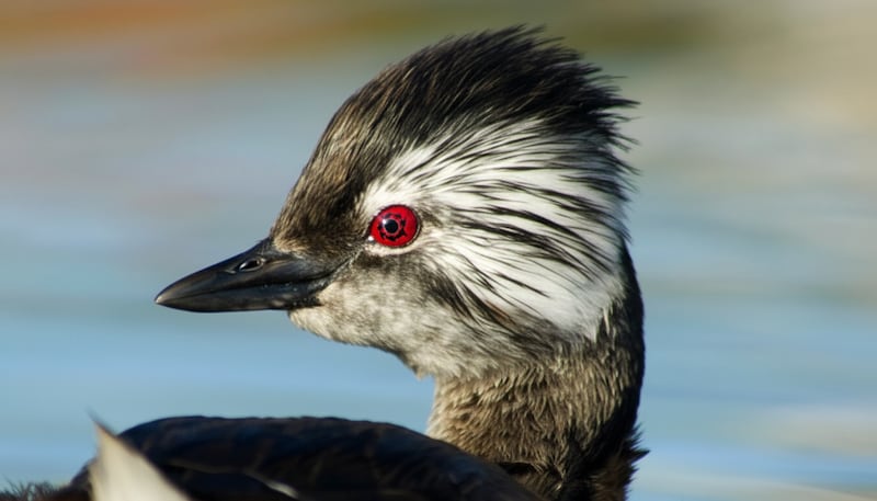 Ojo Sharingan - Rollandia rolland