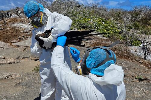 Gripe aviar en Galápagos: Cierran sitios de visita donde se detectaron especies afectadas 