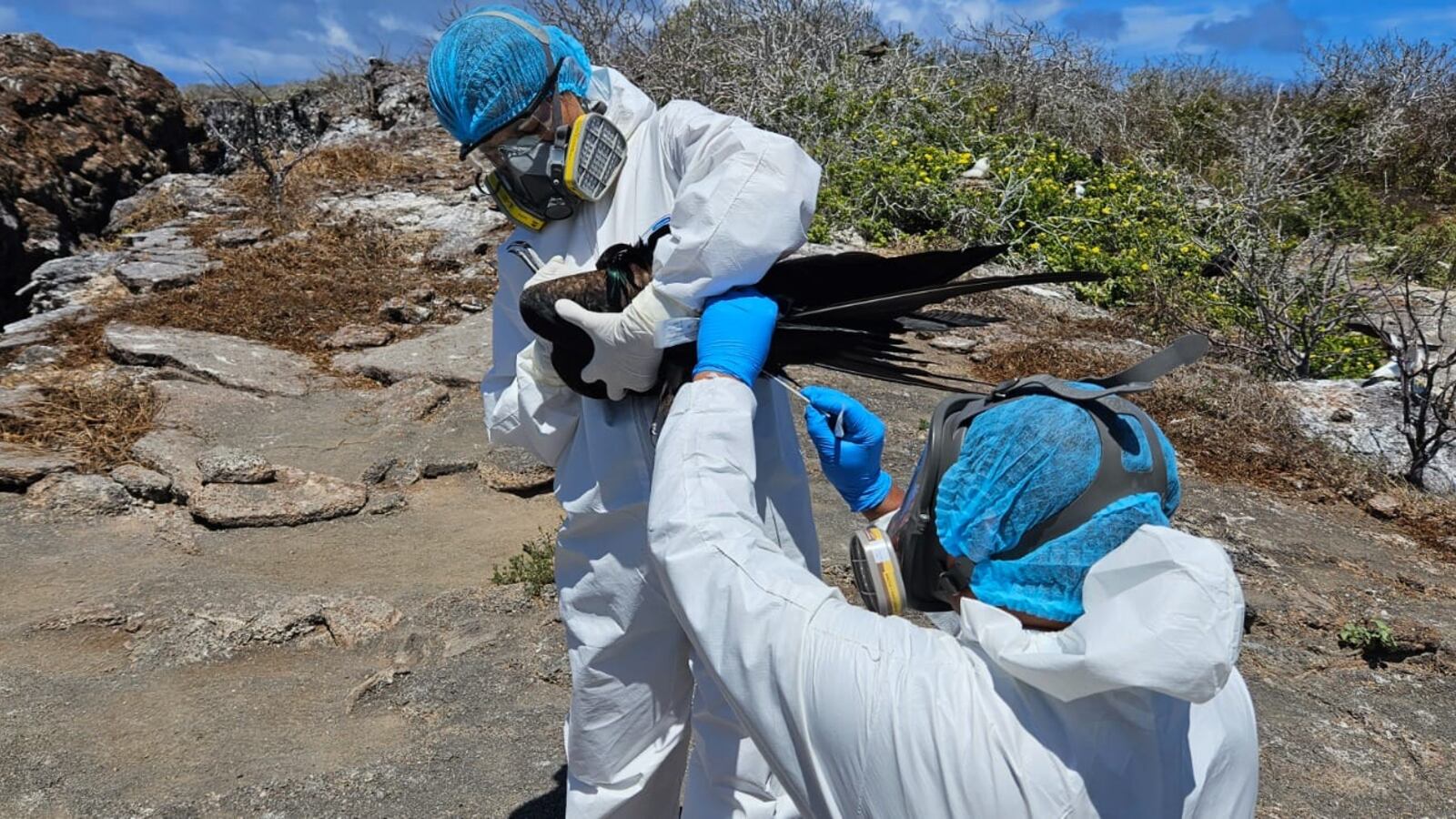 Acciones y toma de muestras ante la gripe aviar en Galápagos