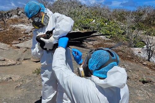 Gripe aviar en Galápagos: Cierran sitios de visita donde se detectaron especies afectadas