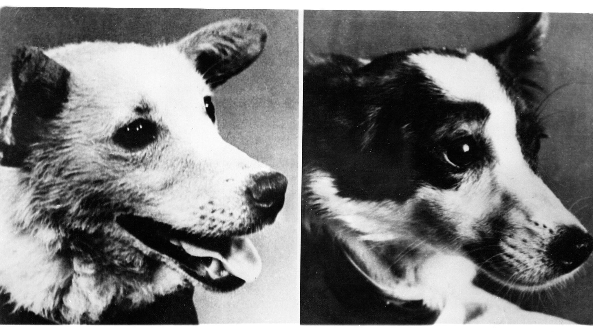 Las perritas callejeras utilizadas por los soviéticos para ser enviadas al espacio.