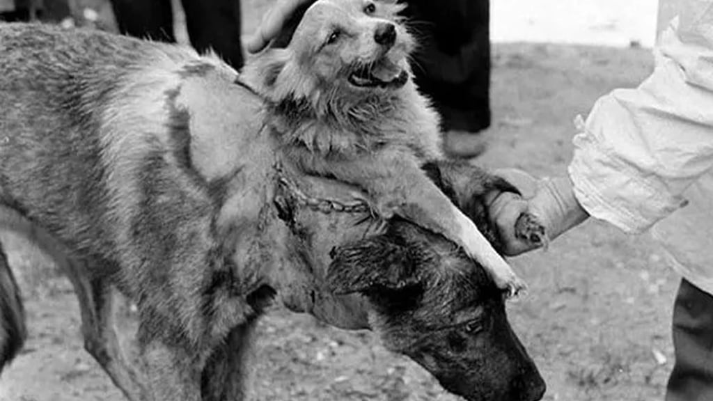 Vladimir Demikhov el doctor que creó al perro de dos cabezas pero