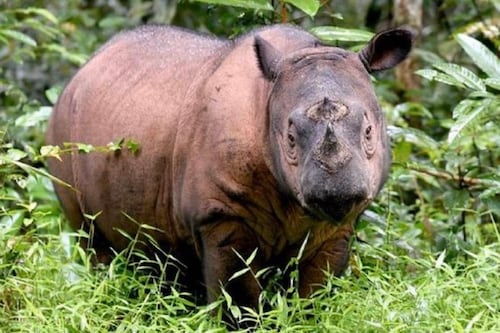 Murió el último rinoceronte de Sumatra y con él su especie en Malasia