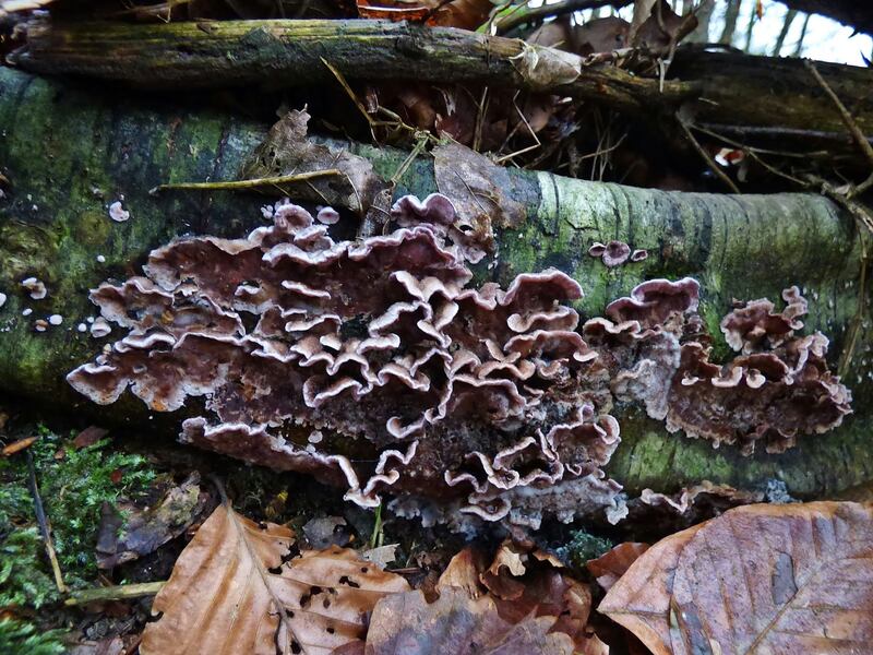 En India se registra el primer caso histórico de un humano que padece de Chondrostereum purpureum, hongo asesino de árboles o plateado de los frutales​.