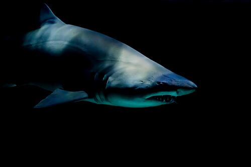 ¿Por qué los tiburones atacan a los humanos?