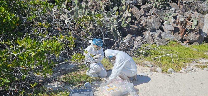 Acciones y toma de muestras ante la  gripe aviar en Galápagos