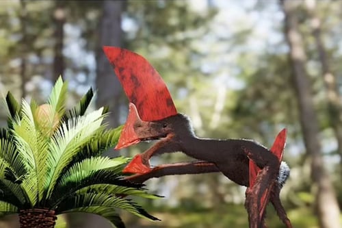 Fósil de pterosaurio casi completo y otros 3.000 restos fueron descubiertos en Brasil