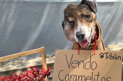 La historia de “Tribilín”, el perrito que vendía dulces para pagar su quimioterapia